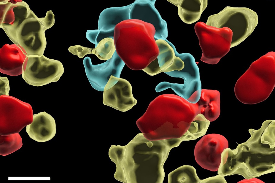 © IMP – Research Institute of Molecular Pathology - © IMP – Research Institute of Molecular Pathology -