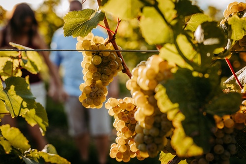 Uvas