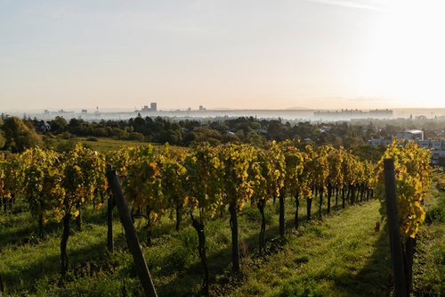 Landscape