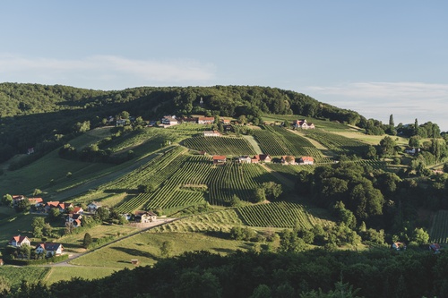 Weingärten