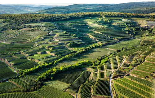 Vineyards